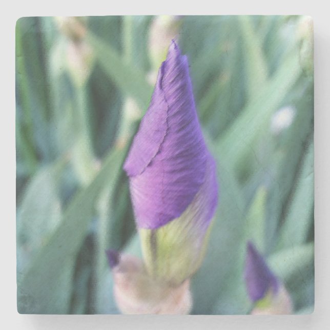 purple iris bud stone coaster (Front)