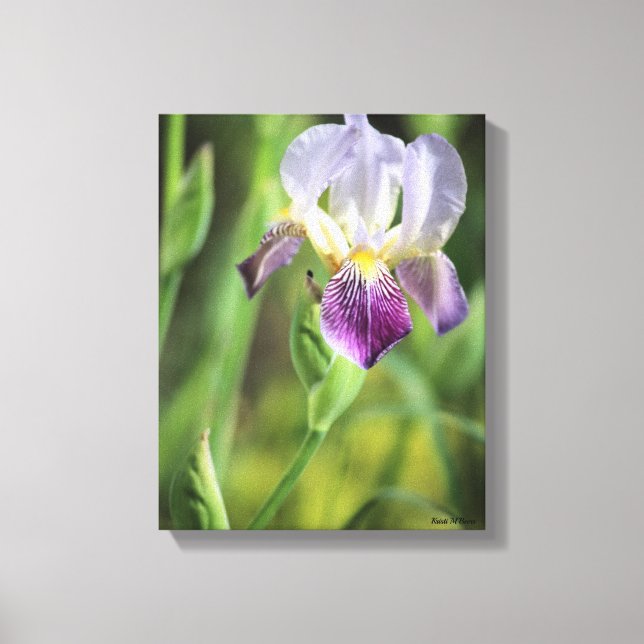Purple Iris Canvas Print (Front)