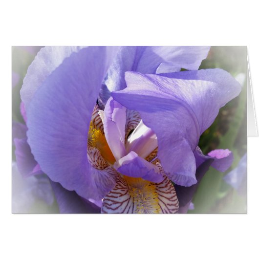 purple iris cards (Front Horizontal)