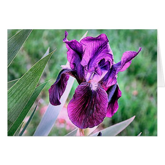 Purple Iris Cards (Front Horizontal)