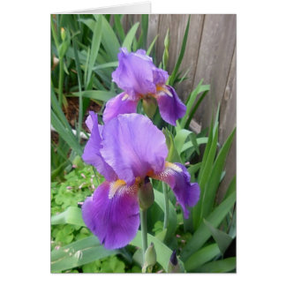 Purple Iris Cards