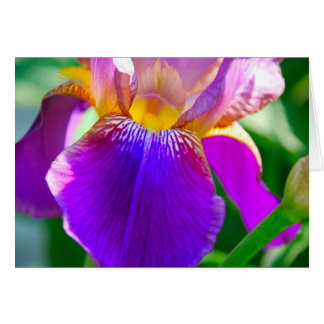 Purple Iris Cards