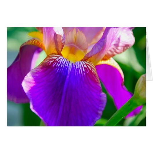 Purple Iris Cards (Front Horizontal)