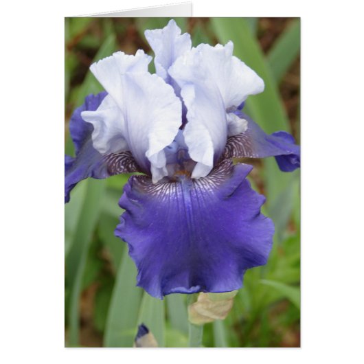 Purple Iris Cards (Front)