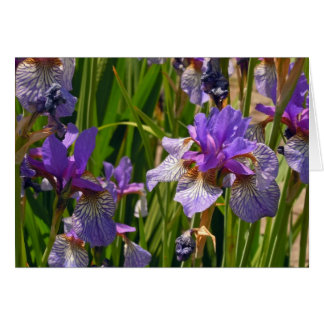 Purple Iris Cards