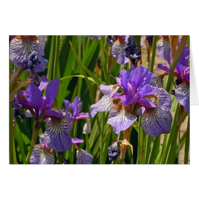 Purple Iris Cards (Front Horizontal)