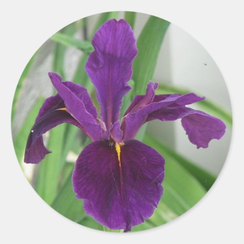 Purple Iris Classic Round Sticker