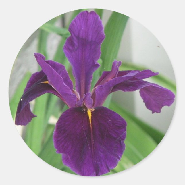 Purple Iris Classic Round Sticker (Front)