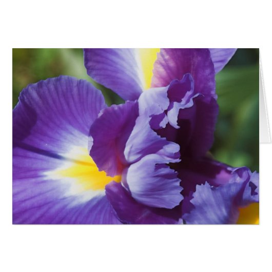 purple iris close up cards (Front Horizontal)