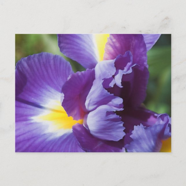 purple iris close up postcard (Front)