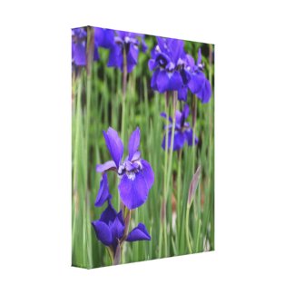 Purple Iris Floral Botanical Photographic