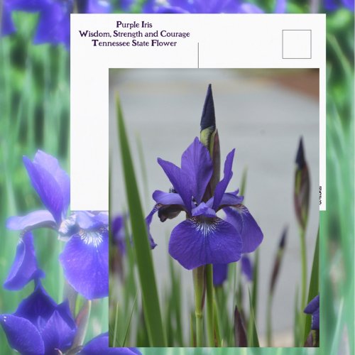 Purple Iris Floral Botanical Photographic Postcard