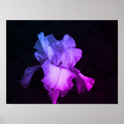 Purple Iris Floral Photography  Poster