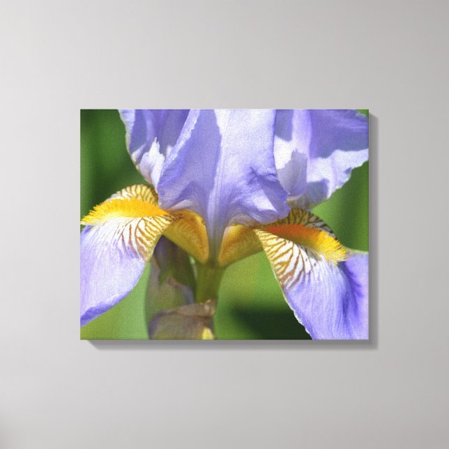 Purple Iris Floralphotography Canvas Print (Front)