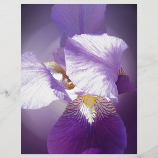 purple iris flower (Front)