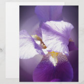 purple iris flower (Front/Back)