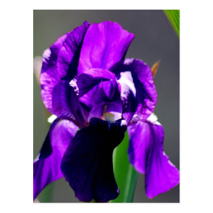 Purple iris flower and its meaning postcards