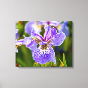 Purple Iris Flower Canvas Print