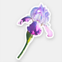 Vintage Flora, Iris, Contour, Vinyl Sticker