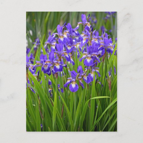 Purple iris flower garden postcard