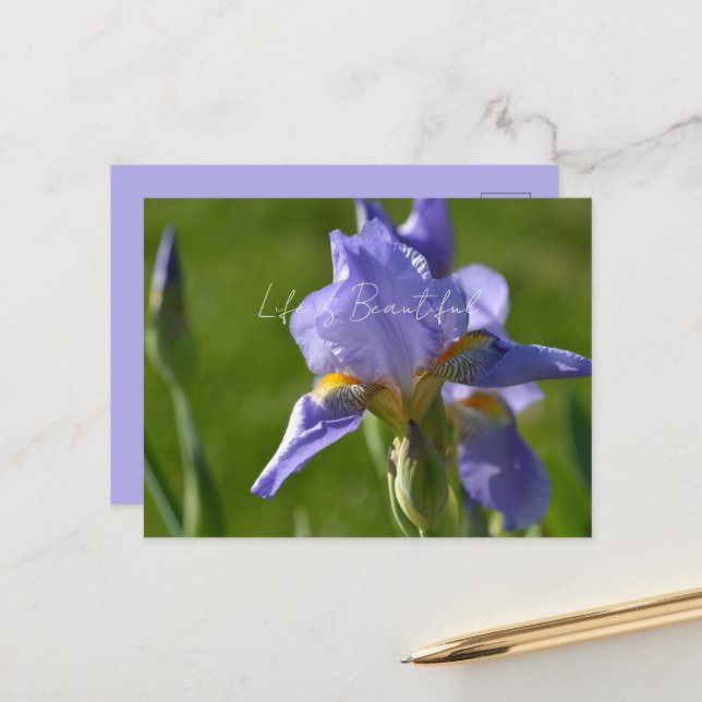 Purple Iris Flower (my photography) Postcard (Front/Back In Situ)