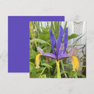 Purple Iris Flower Outdoor Garden Nature Photo Note Card