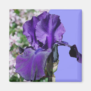Purple Iris Flower Photo Magnet