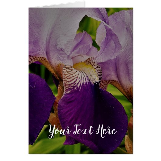 Purple Iris Flower Photo Postcard (Front)