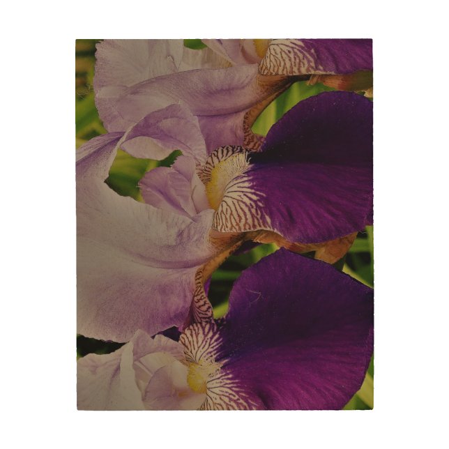 Purple Iris Flower Photo Wood Wall Art (Front)