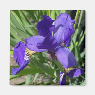 Purple Iris Flower Photograph Magnet