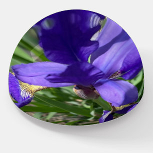 Purple Iris Flower Photograph  Paperweight