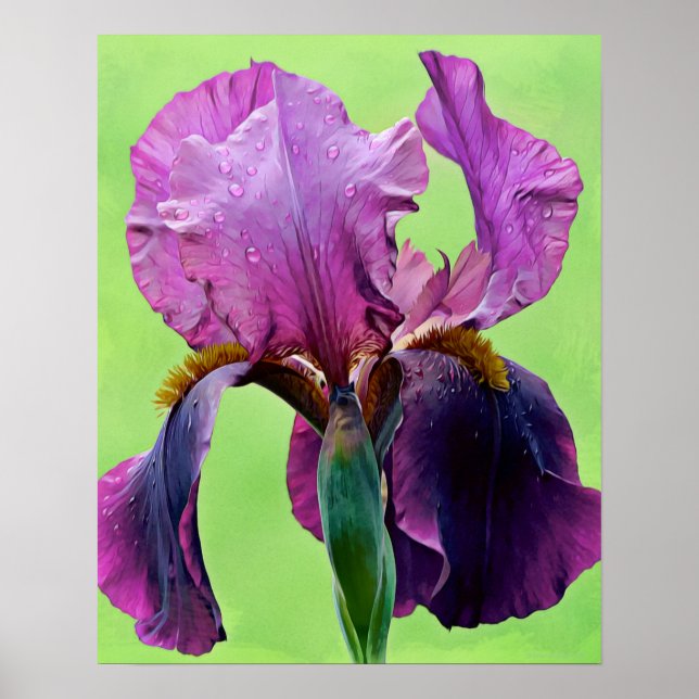 Purple Iris Flower Photographic Art Print (Front)