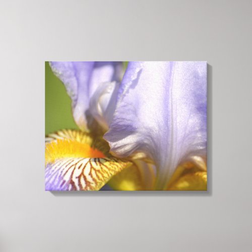 Purple Iris Flower photography Canvas Print