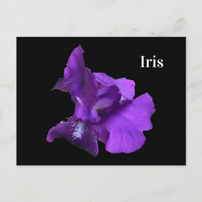 Purple Iris Flower Postcard (Front)