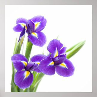 purple iris flower poster