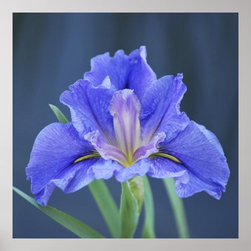 Purple Iris flower Poster