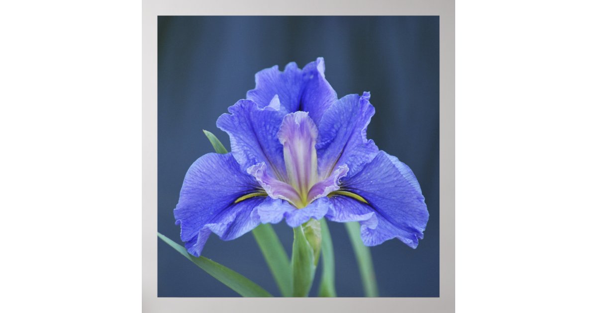 Purple Iris flower Poster Zazzle