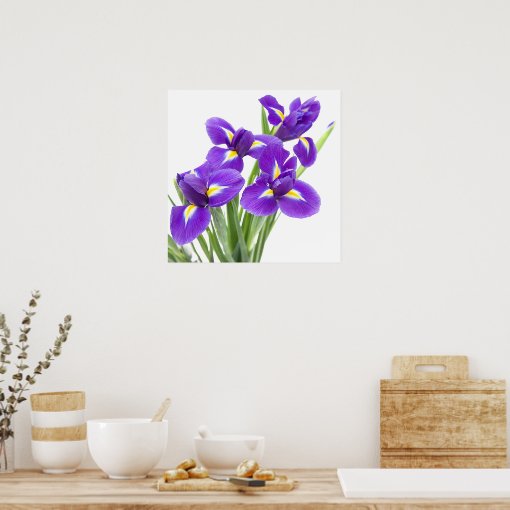 purple iris flower poster Zazzle