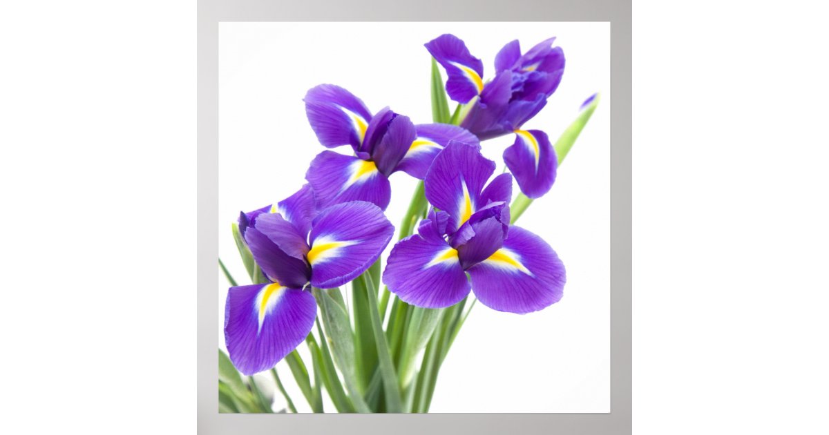 purple iris flower poster Zazzle