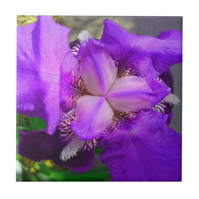 Purple Iris Flower Tile (Front)