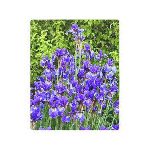 Purple Iris Flowers By The Sidewalk Metal Print
