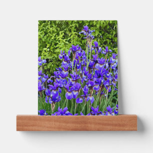 Purple Iris Flowers By The Sidewalk Picture Ledge