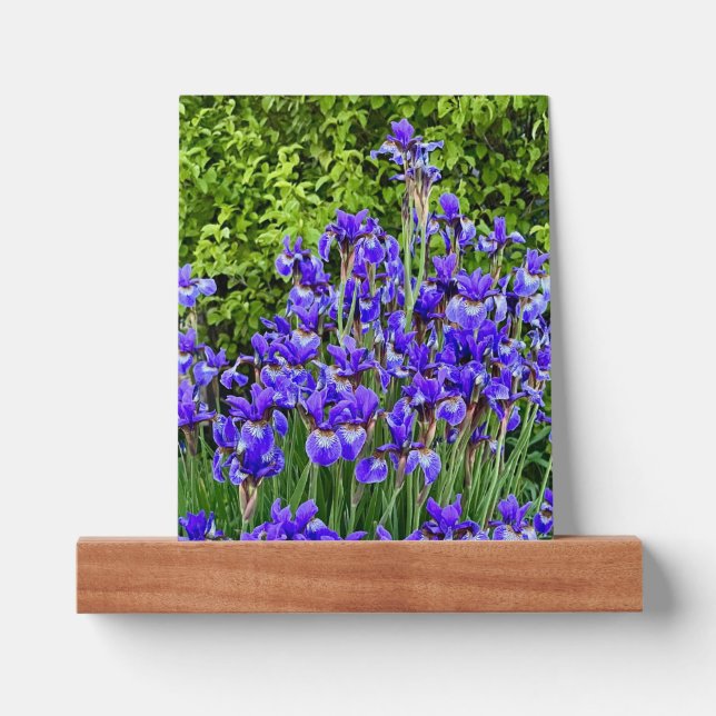 Purple Iris Flowers By The Sidewalk Picture Ledge (Front)