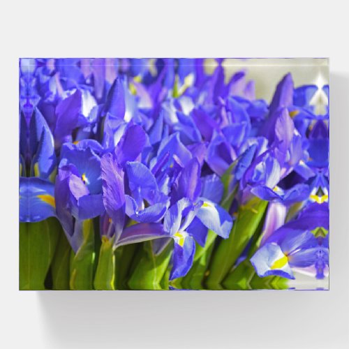 Purple iris flowers paperweight