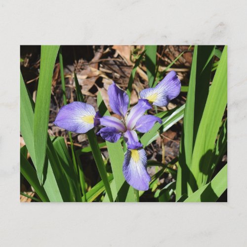 Purple Iris Flowers Postcard