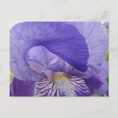 Purple Iris Flowers postcards Irises nature Floral