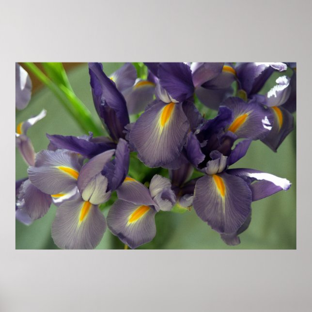 Purple Iris Flowers Poster Art Print (Front)