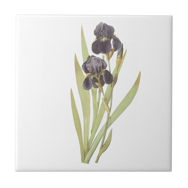 Purple Iris Flowers Tile (Front)