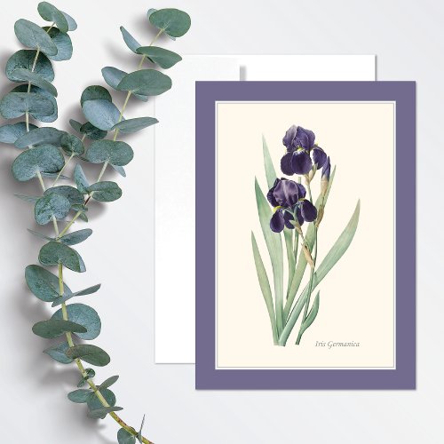 Purple Iris Germanica Botanical Art Note Card