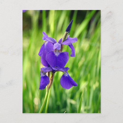 Purple Iris Holiday Postcard